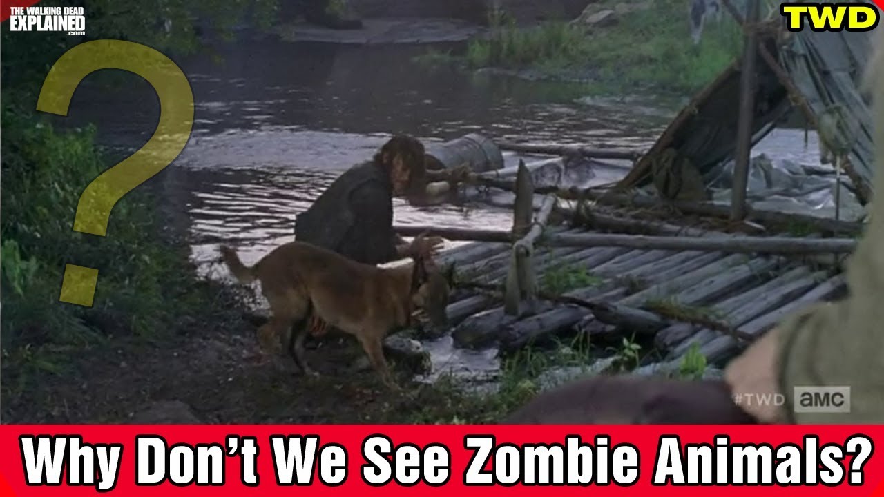 TWD Why Don't We See Zombie Animals? - YouTube