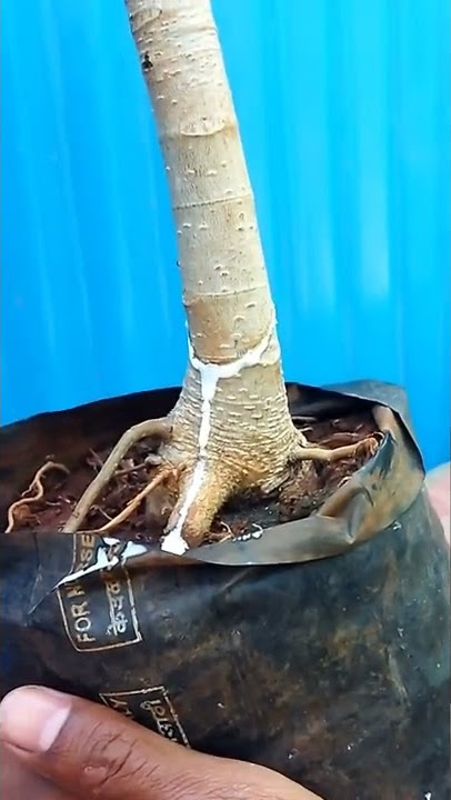 Banyan bonsai tree. Bonsai making first step