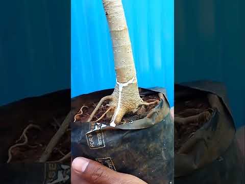 تصویری: آموزش بونسای دراسنا – نحوه ساخت درخت بونسای دراسنا