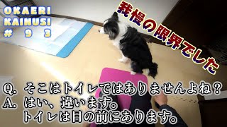 ボーダーコリーおかえり飼い主リミットブレイク Border Collie Limit Break