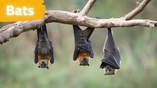 The Extraordinary Phenomenon of Bats: Journeying Thousands of Miles by Lord of Animals 448 views 8 months ago 3 minutes, 8 seconds