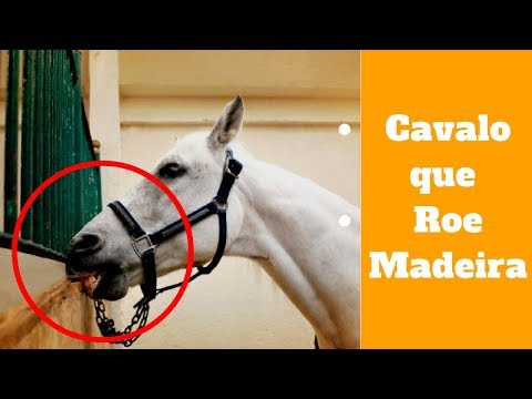 Vídeo: Como Evitar Que O Feno Bolorento Do Cavalo Coloque Em Perigo O Seu Cavalo