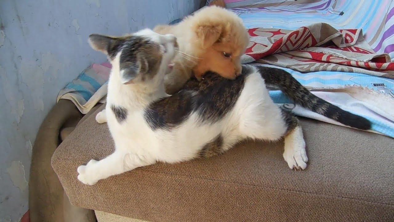 Cat and dog fighting sounds hilodata