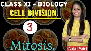 Class XI Biology - Cell Division - Mitosis- Prophase, Metaphase, Anaphase & Telophase, Cytokinesis. screenshot 3