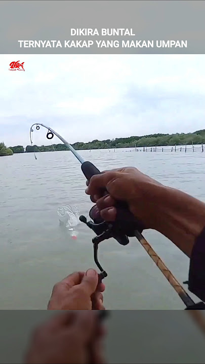 Almost fooled..!! Thought it was a pufferfish, but it turned out to be a snapper that took the ba...