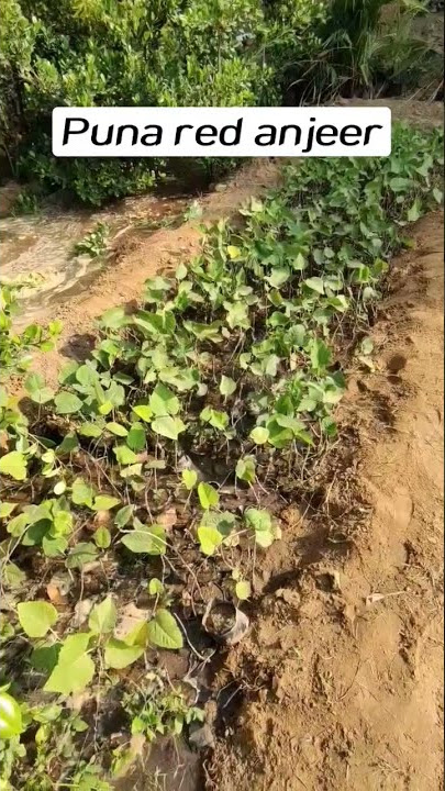 Puna red anjeer available #nursery #plants #pushkarnursery #fems fushkarnursery