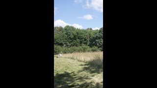 Overgrown to Owned | Ventrac Reclaims This Mess