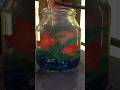 setting up a cute mini aquarium | recycling nutella jar into something special | paperroom