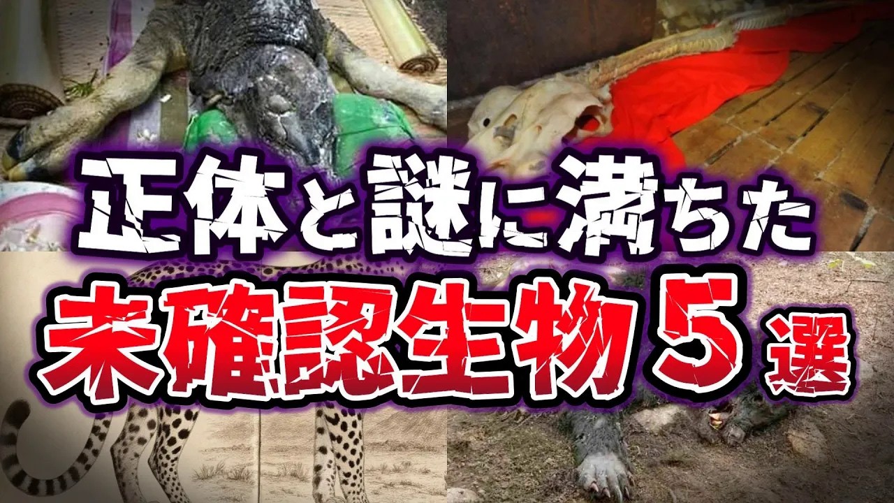 【ゆっくり解説】新種発見!? 謎の未確認生物!! 世界の研究者達が追い続ける伝説のUMA５選