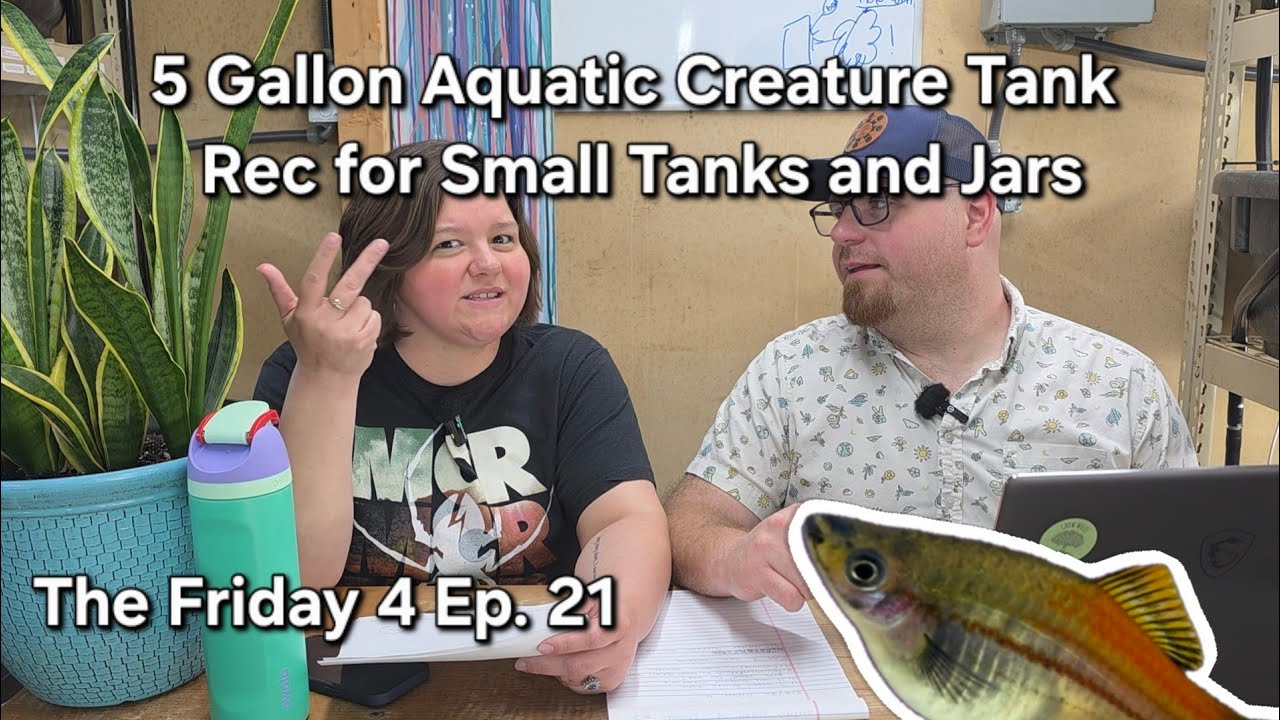 5 Gallon Aquatic Creature Tank - Recommendations For Small Tanks and Jars - The Friday 4 Ep. 21