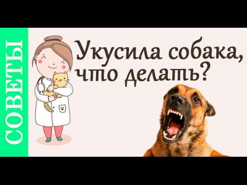 Если укусила собака, что делать? #Советы_ветеринара