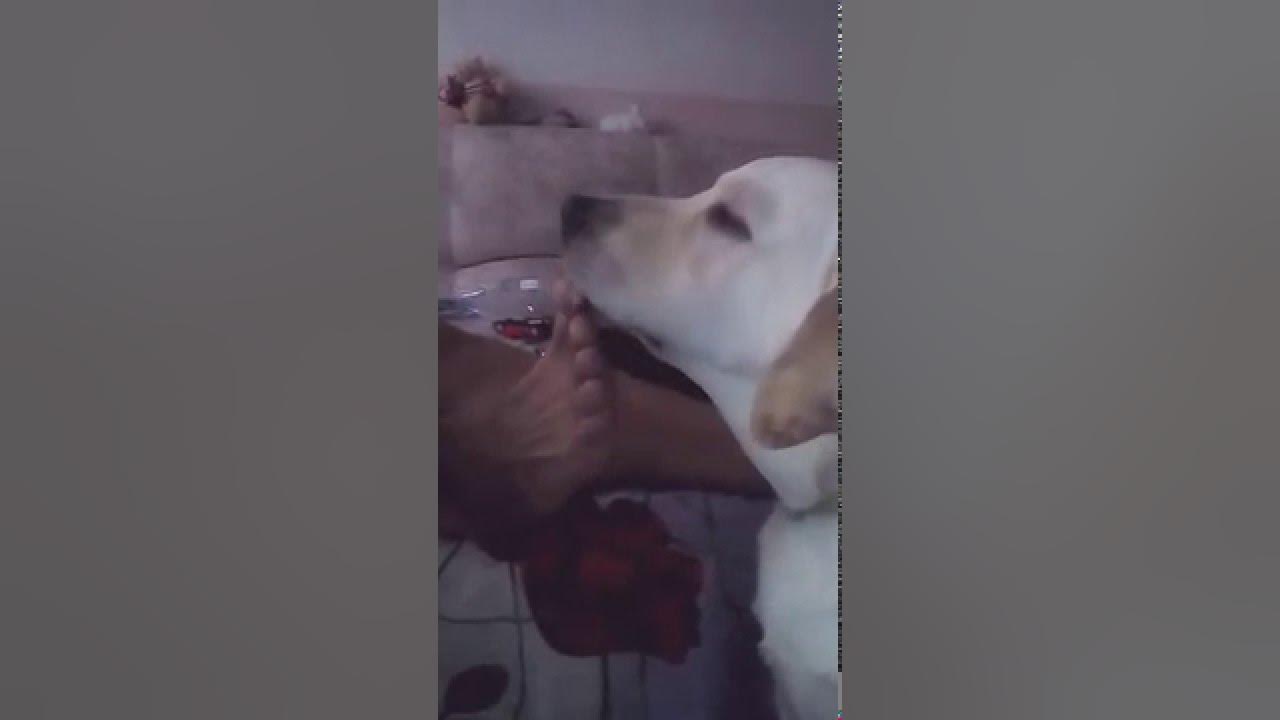 Собака лижет в прямом эфире. Собака отлизывает перископ. В перископе с собакой. В перископе с собакой. Periscope собака лижет.