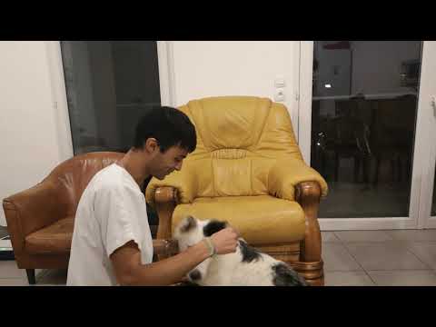 Vidéo: Mon chien est-il trop vieux pour un nettoyage dentaire?