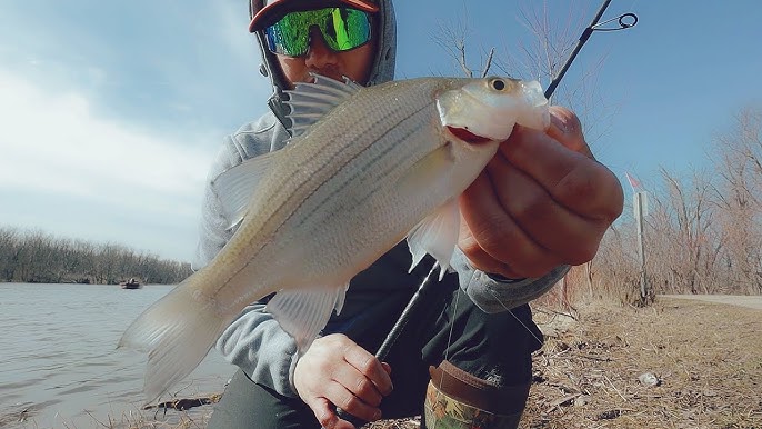 How to Fish the White Bass Spawn 