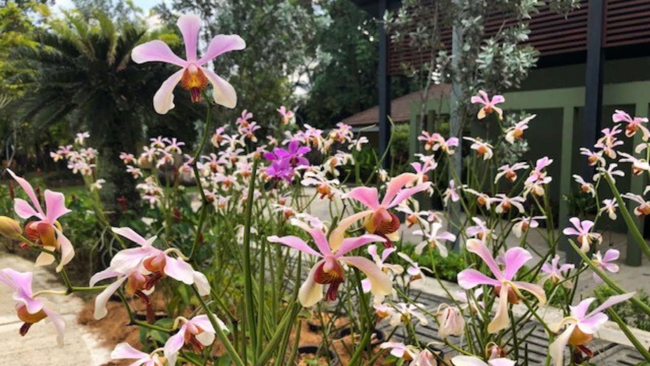Orchid Garden, Kuala Lumpur, Malaysia 🇲🇾 Storczykowy ogród Taman Botani Perdana