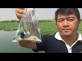 Fishing Betta Fish Halfmoon in River | Amazing Fishing Betta in the lake