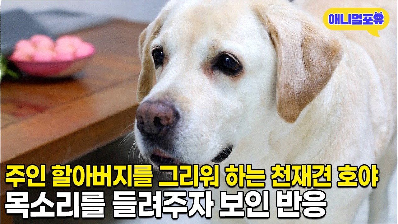 공감능력 수준급 천재견 호야의 이야기ㅣ다시보는 천재견 호야ㅣKBS 동물극장 단짝 KBS 230225 방송