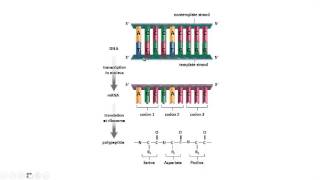 Week 9 lecture 5- practice- DNA to RNA, RNA to amino acid