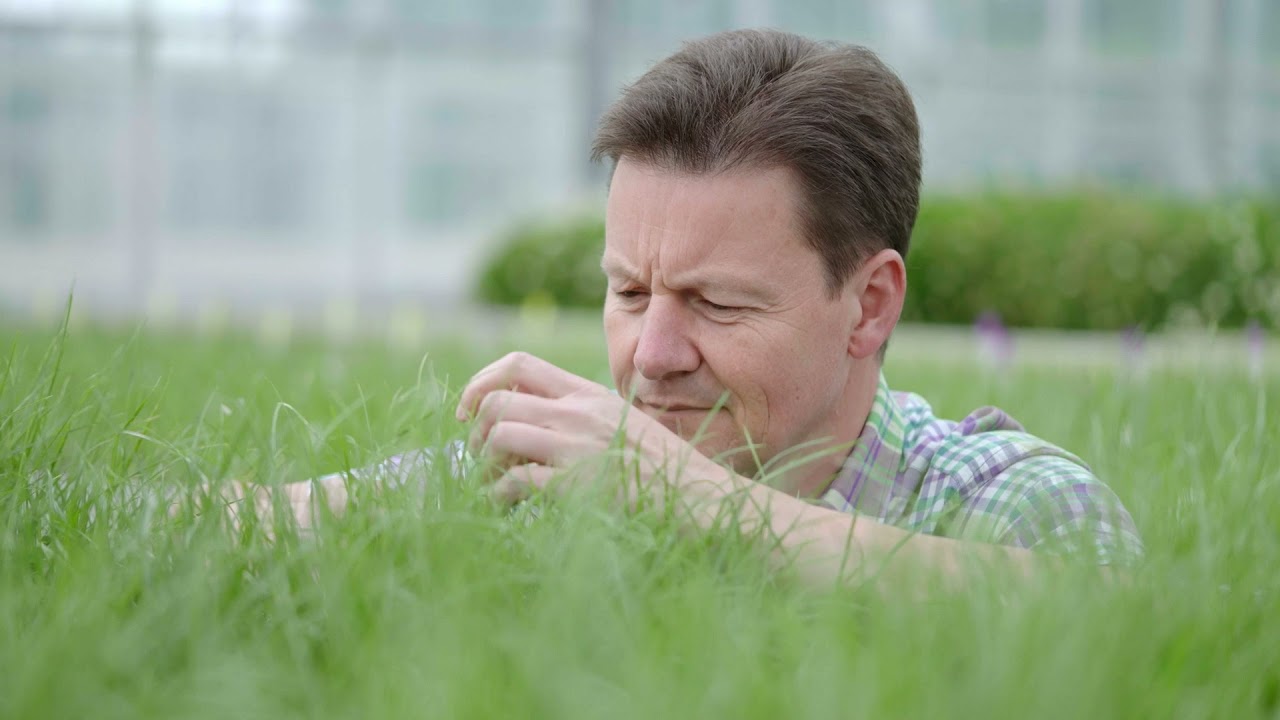 Pourquoi les ray-grass tétraploïdes gazon sont-il si tolérants au sec ?