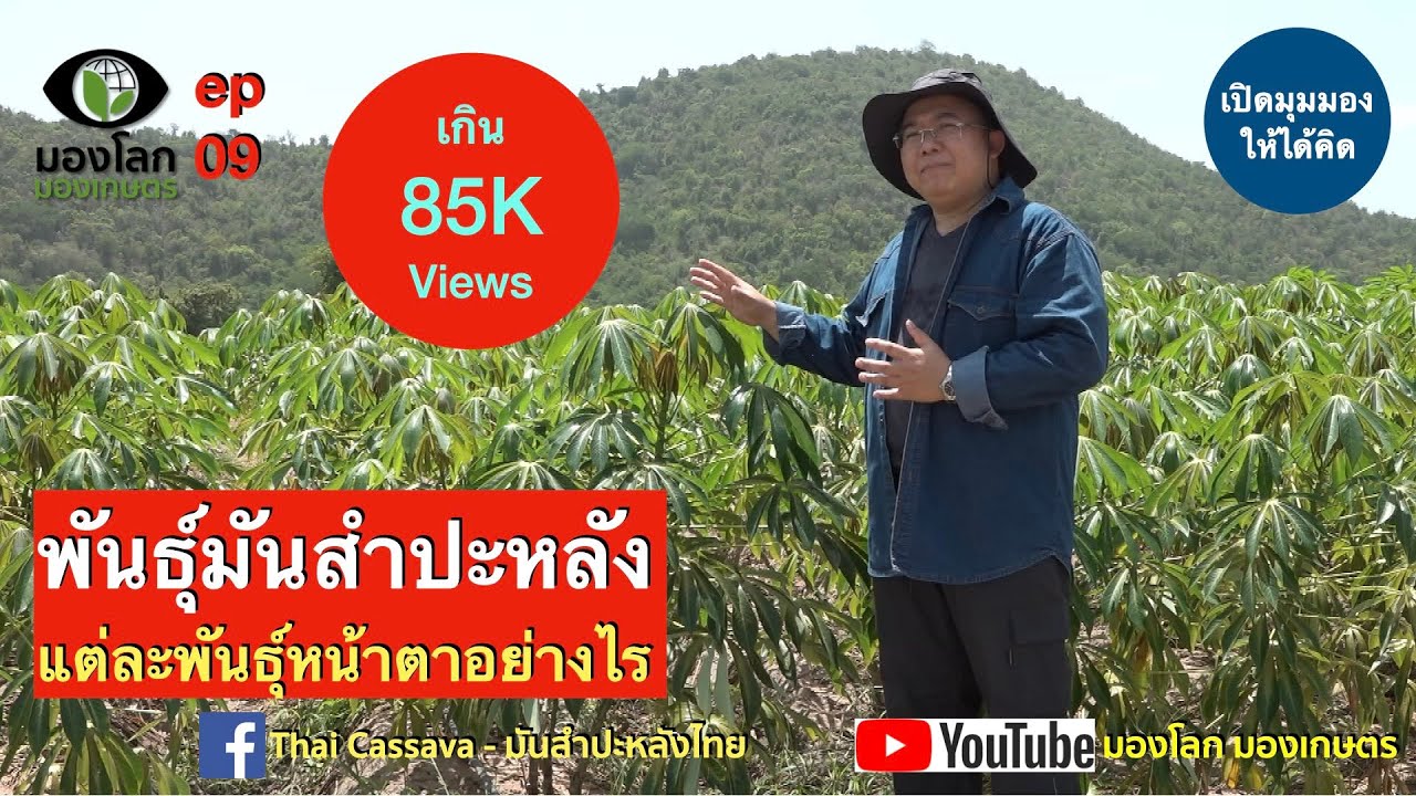 พันธุ์มันสำปะหลังไทย ต้องรู้จักหน้าตาของพันธุ์ก่อน จะได้ปลูกพันธุ์ไม่ผิดพันธุ์ | มองโลกมองเกษตร ep 9