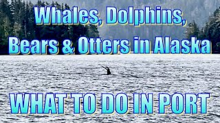 Whales, Otters, Bears & Eagles in Alaska