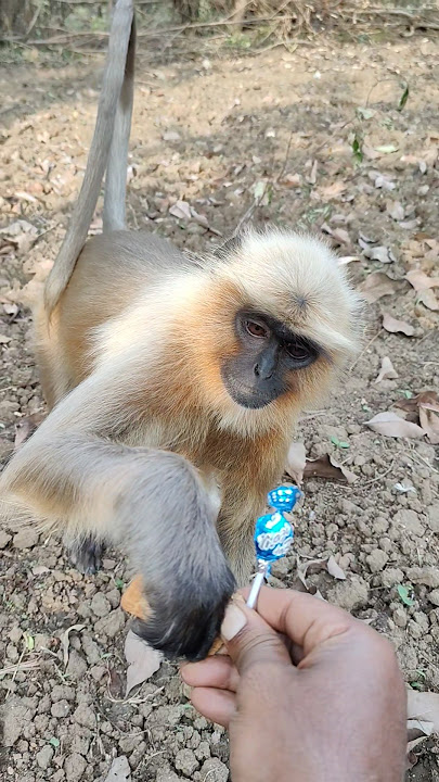 Download lagu Friendly Monkey Took Candy From My Hand 🐒😍 | Cute Wildlife Moment #shorts #monkey