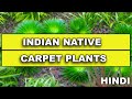 Indian native carpet plant  indian native plants  part 2  happy fins and nature