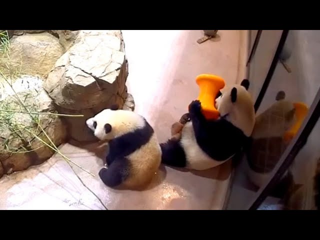 Pure Love Panda Mom and Cub Enjoy Treats Together 大熊猫 260130