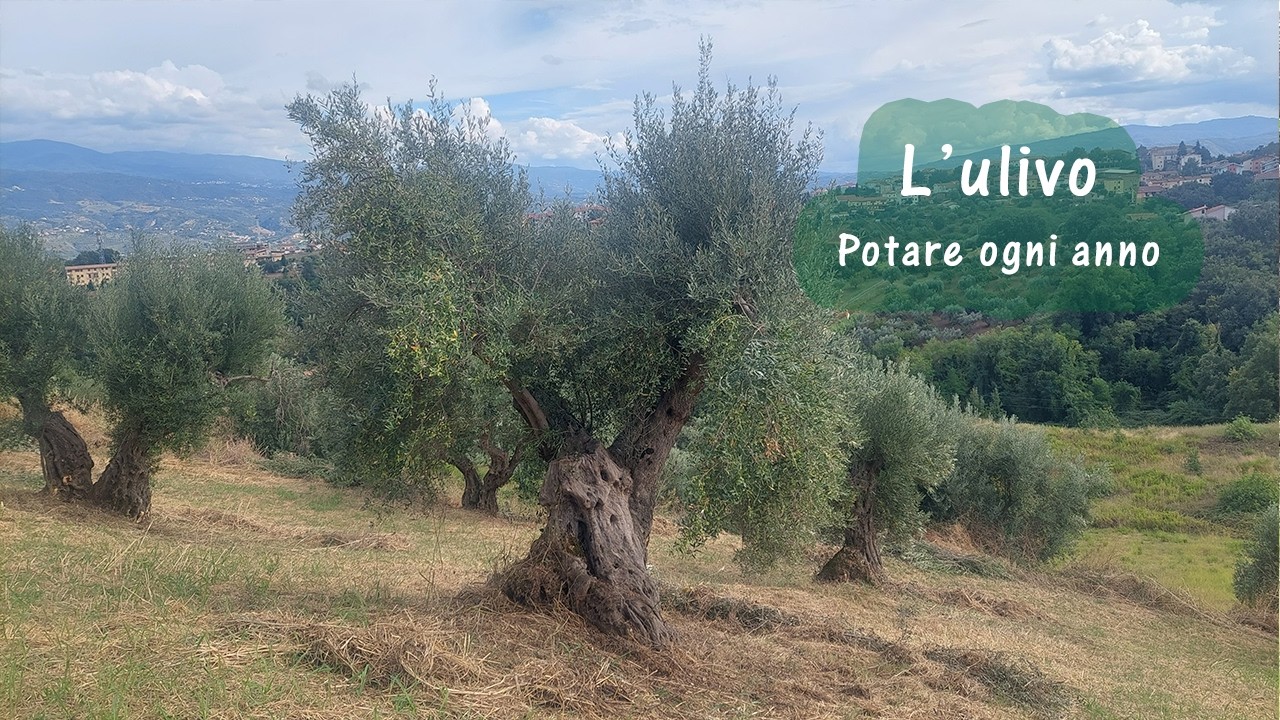 Come potare l'ulivo dopo un anno dalla riforma a vaso policonico. Potatura olivo