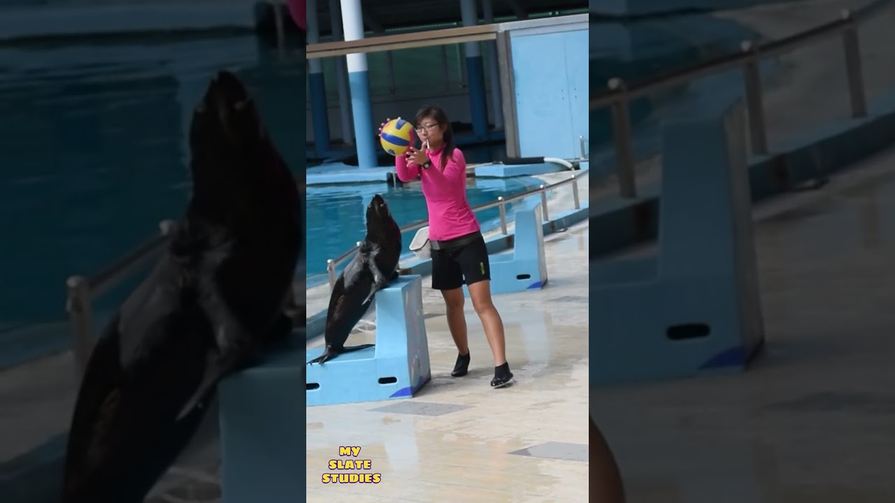 Dolphin Island Singapore | MSS | singapore sentosa | Trip to singapore | Best place for kids |