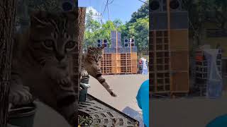 SIMEONG PENDENGAR LAGU BATAK YANG SETIA PART 2 #kucinglucu #lagubatakgalau #subscribenow #xd