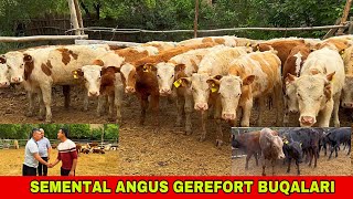 SMENTAL ANGUS GEREFORT 33-587-50-50 / 91-204-17-32 SHVES BUQALAR KELDI