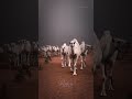 وصف الإبل في الشعر