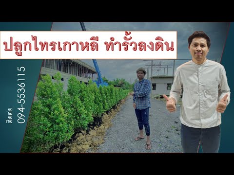 ปลูกไทรเกาหลีลงดิน ทำแนวรั้วสุดประหยัด ! | ปลูก•กับ•มือ |