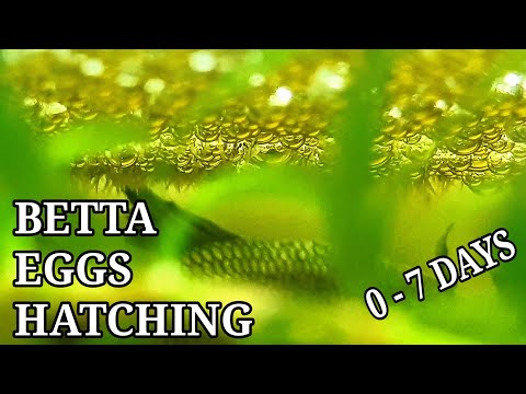 Betta Fish Eggs Hatching (From 0 To 7 Days)