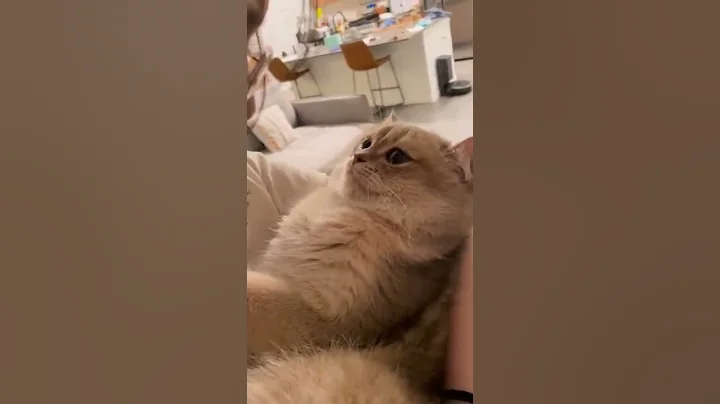 Video 11406631: cats compilation cute animals, cat funny animals compilation, baby cats