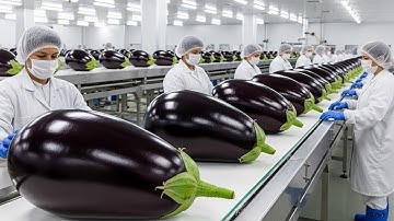 Inside Modern Eggplants Factory: How Eggplants Are Made | Full Industrial Process