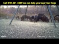 Cell Phone Triggered Hog Trap