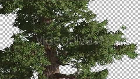 Western Juniper at Strong Wind Fluttering Leaves | Motion Graphics - Envato elements