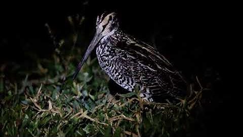 Tiếng Chim Rẽ Giun , Mỏ Nhát