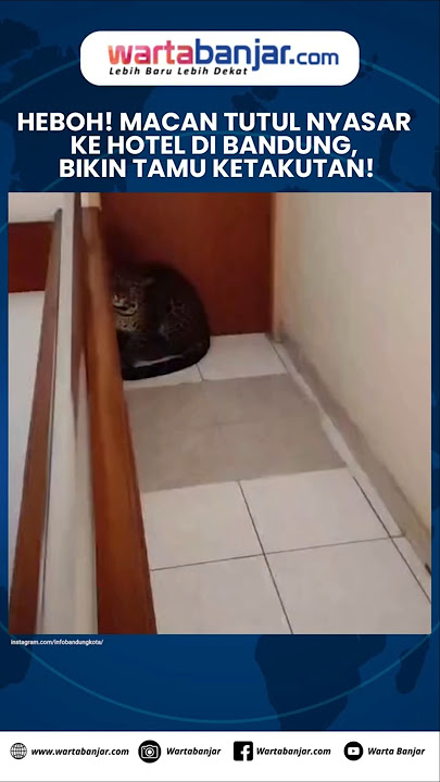 Shocking! Leopard Strays into Hotel in Bandung, Scaring Guests!