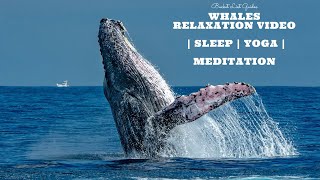 4k Ultra HD Whale Video Relaxation Music | 2024 | meditation | Yoga