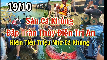 Toàn cảnh hàng trăm người tham gia bắt cá khi thủy điện Trị An đóng đập tràn, nhiều cá khủng bị bắt.