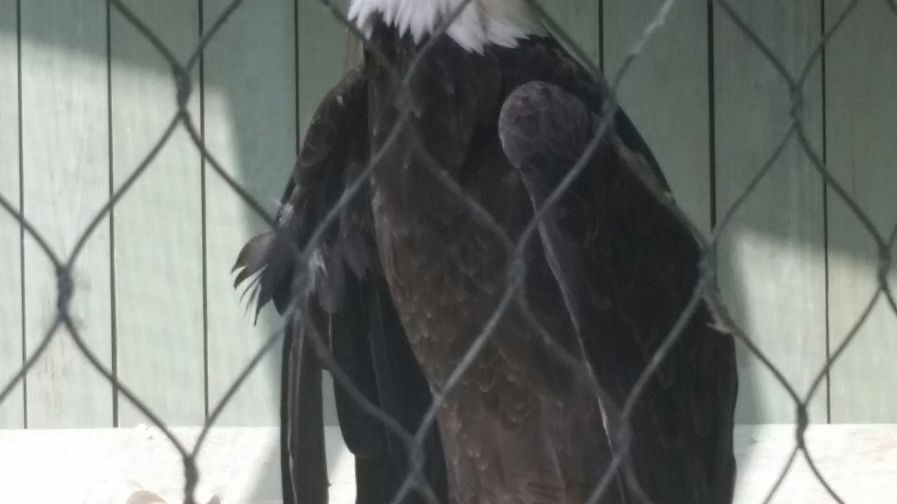 Trove-New Shadow hunter Costume