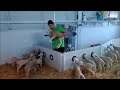 Автоматическая станция выпойки козлят и ягнят MERELAIT от компании AGRICOLA DEL ESLA (Испания)