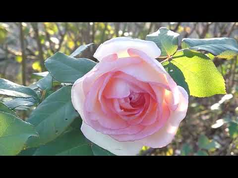 -20220122-【日テレNEWS】＃市來玲奈 日本テレビアナウンサー様ヘ ＃東京ドイツ村　＃Rose　＃乃木坂46　＃中森明菜　＃ミアモーレ　＃バッテリー上がり羽田空港　＃GoToトラベル千葉