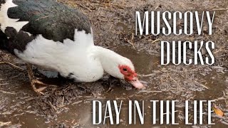 Backyard Muscovy Ducks Q and A / Cleaning Out The Duck Coop and A Day In Pet Muscovies Life