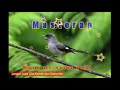 Suara Burung Masteran Murai Air Untuk Burung Kacer Cucak Ijo Dan Murai Batu Murai Air Mp3 - Mp4 Download