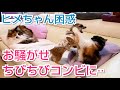 お騒がせコンビにヒメちゃん困惑 [ミーアキャット,メインクーン,スコティッシュフォールド]