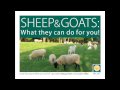Sheep and goats what they can do for you